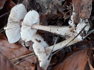 Rhodocollybia butyracea