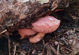 Chalciporus rubinus