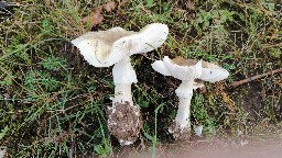 Zhuliangomyces illinitus