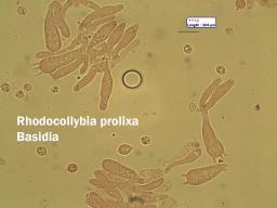 Rhodocollybia prolixa