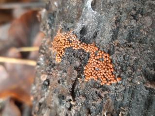 Oligonema persimile