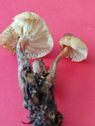 Flammulina elastica