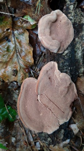 Hapalopilus nidulans