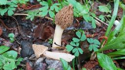 Verpa bohemica