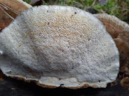Trametes ochracea