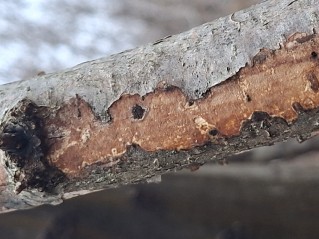 Vuilleminia coryli