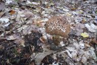 Echinoderma asperum