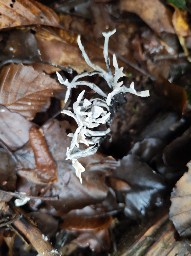 Xylaria hypoxylon