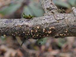 Pezicula acericola