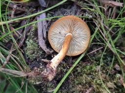 Tricholomopsis flammula