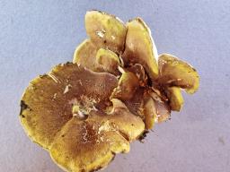Laeticutis cristata