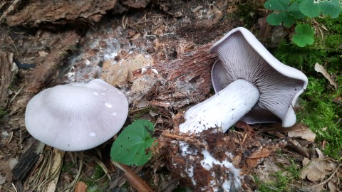 Lepista glaucocana