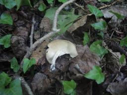 Helvella solitaria
