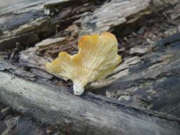 Neofavolus suavissimus