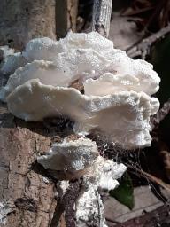 Trametopsis cervina