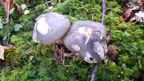 Tricholoma saponaceum