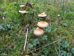 Protostropharia luteonitens