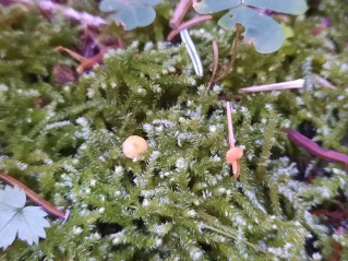 Rickenella fibula