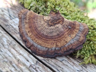 Daedaleopsis tricolor