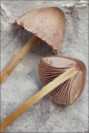 Panaeolus papilionaceus