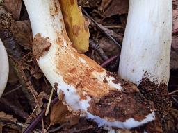 Tricholoma stiparophyllum