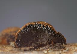 Hypoxylon howeanum