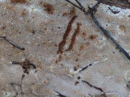 Elmerina caryae