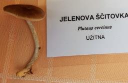 Pluteus cervinus