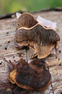 Gloeophyllum abietinum