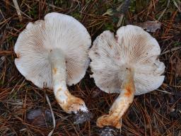 Tricholoma stans