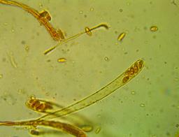 Patinellaria sanguinea