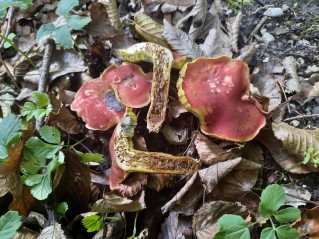Hortiboletus rubellus