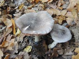 Tricholoma orirubens