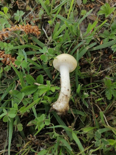 Agrocybe dura
