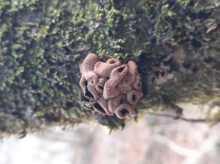 Encoelia furfuracea