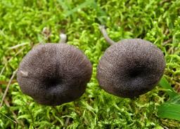 Entoloma violaceoserrulatum