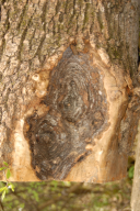 Neonectria ditissima