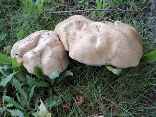 Caloboletus radicans