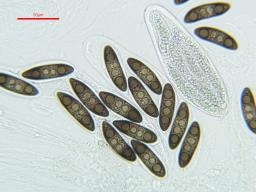 Massaria ulmi