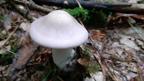 Lepista glaucocana