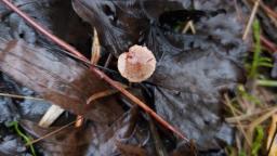 Hebeloma hetieri