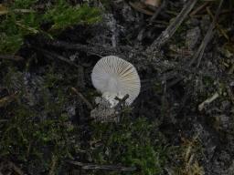 Volvariella taylorii