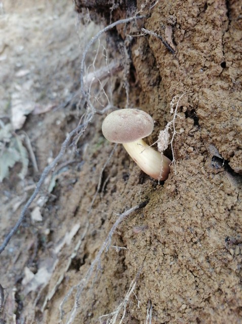 Xerocomus subtomentosus