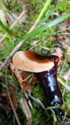 Ganoderma valesiacum