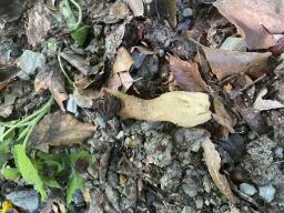 Morchella semilibera