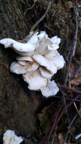 Osteina obducta