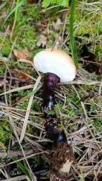 Ganoderma valesiacum