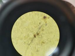 Faerberia carbonaria