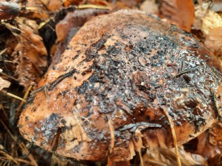 Tricholoma colossus