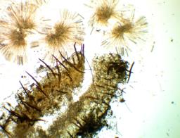 Scutellinia trechispora